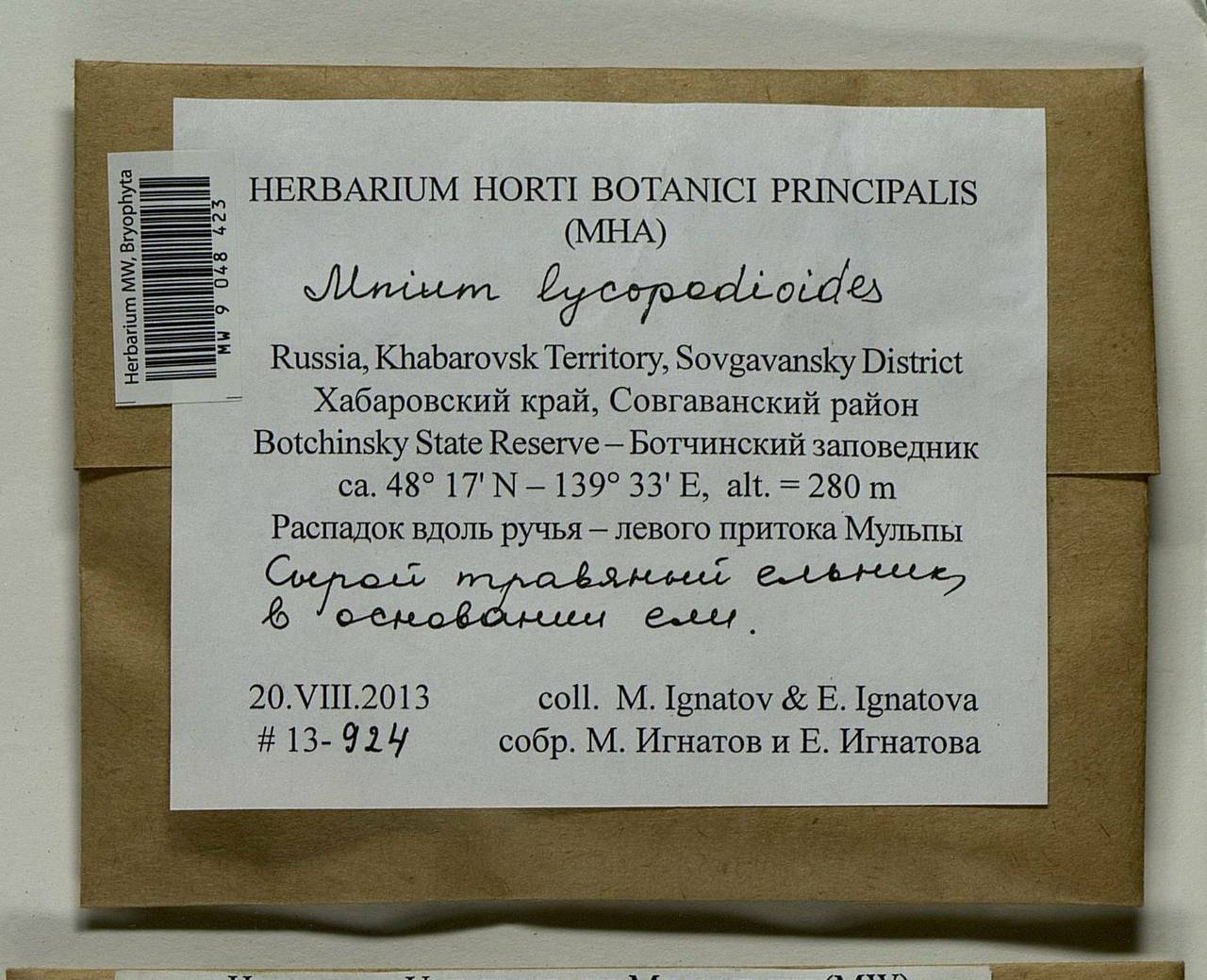 Mnium lycopodioides Schwägr., Bryophytes, Bryophytes - Russian Far East (excl. Chukotka & Kamchatka) (B20) (Russia)