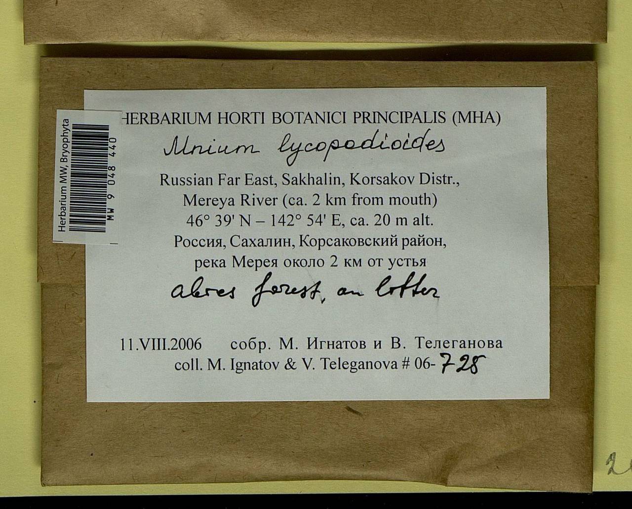 Mnium lycopodioides Schwägr., Bryophytes, Bryophytes - Russian Far East (excl. Chukotka & Kamchatka) (B20) (Russia)