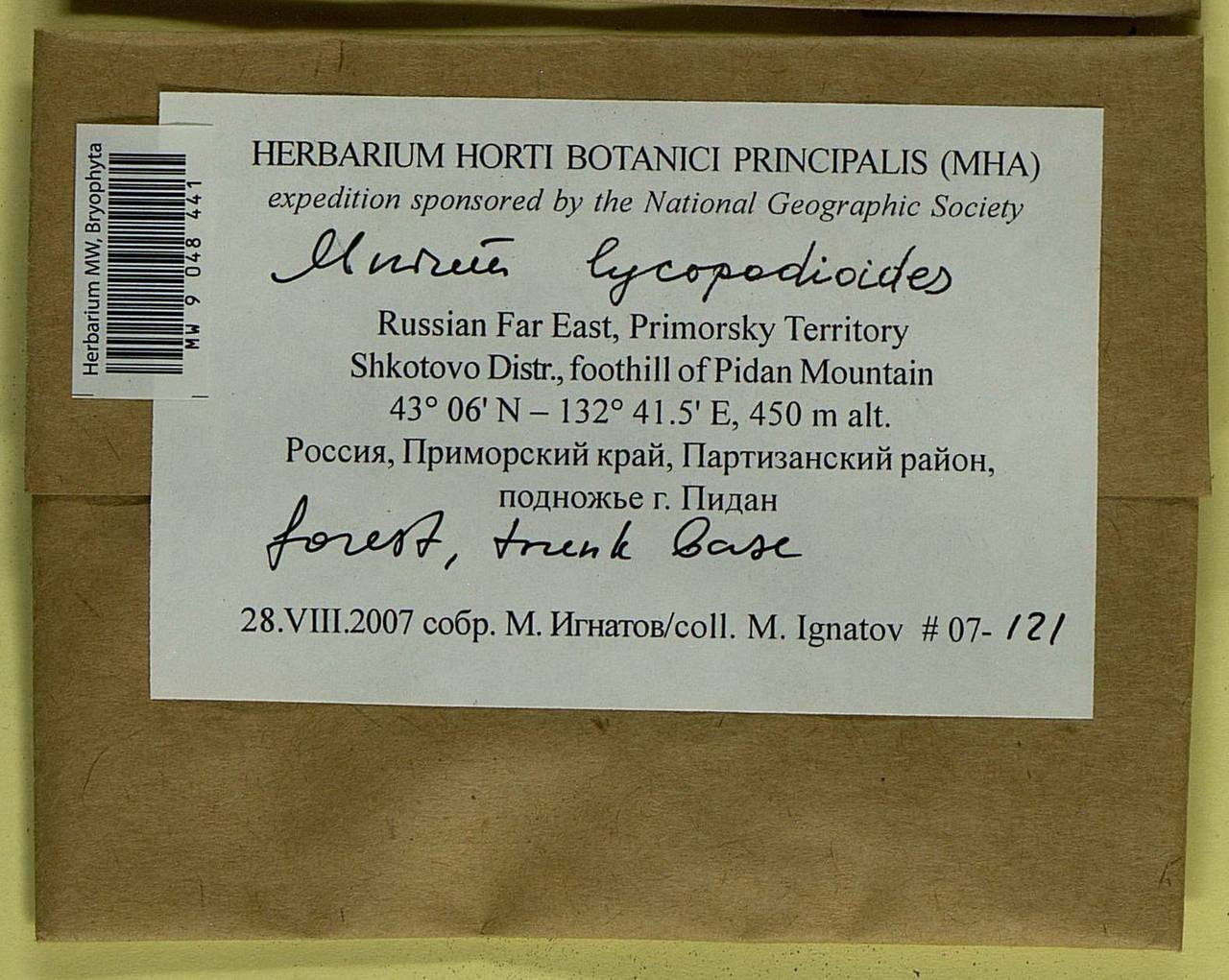 Mnium lycopodioides Schwägr., Bryophytes, Bryophytes - Russian Far East (excl. Chukotka & Kamchatka) (B20) (Russia)
