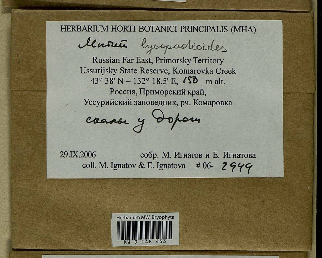 Mnium lycopodioides Schwägr., Bryophytes, Bryophytes - Russian Far East (excl. Chukotka & Kamchatka) (B20) (Russia)