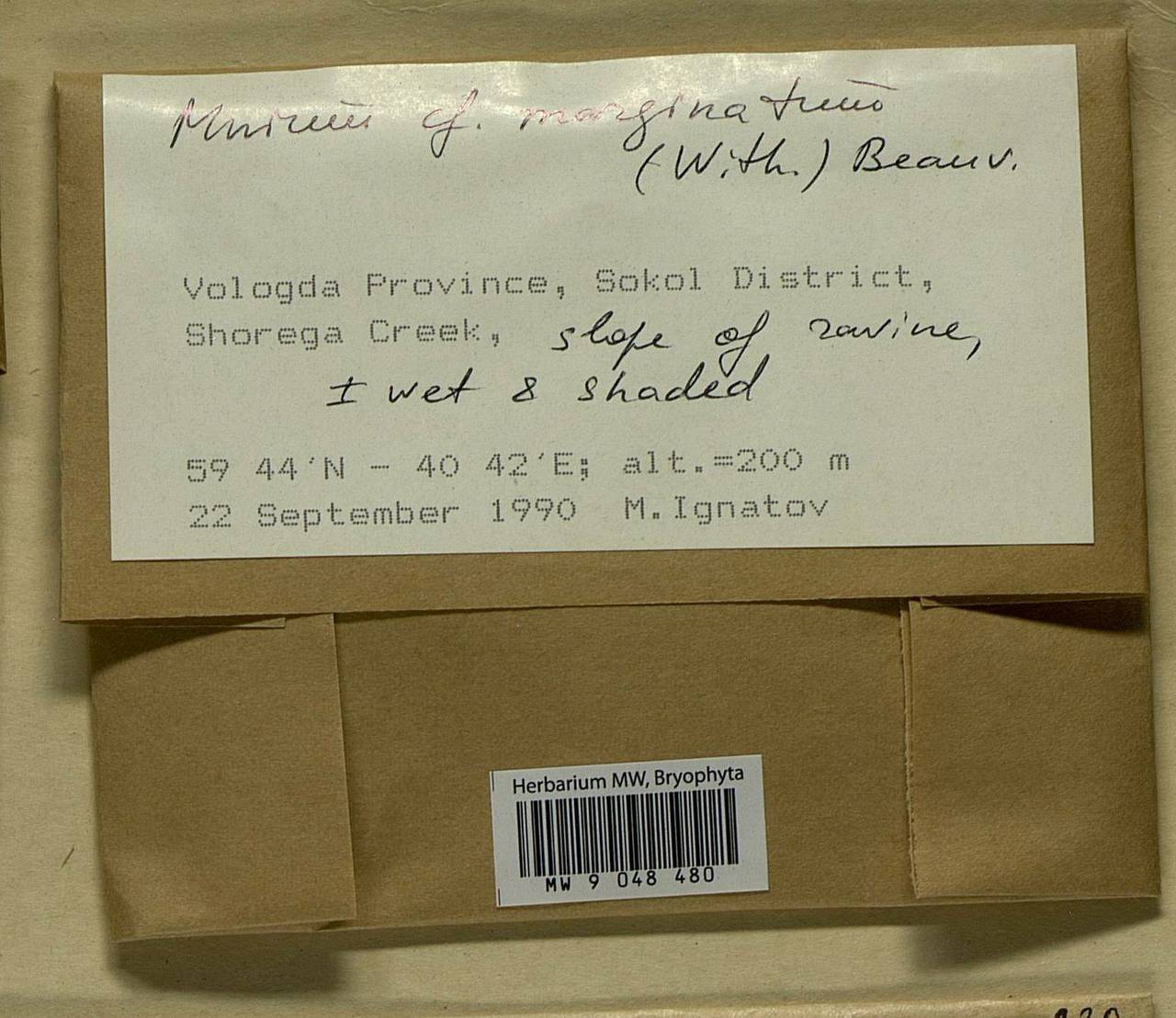 Mnium marginatum (Dicks.) P. Beauv., Bryophytes, Bryophytes - European North East (B7) (Russia)