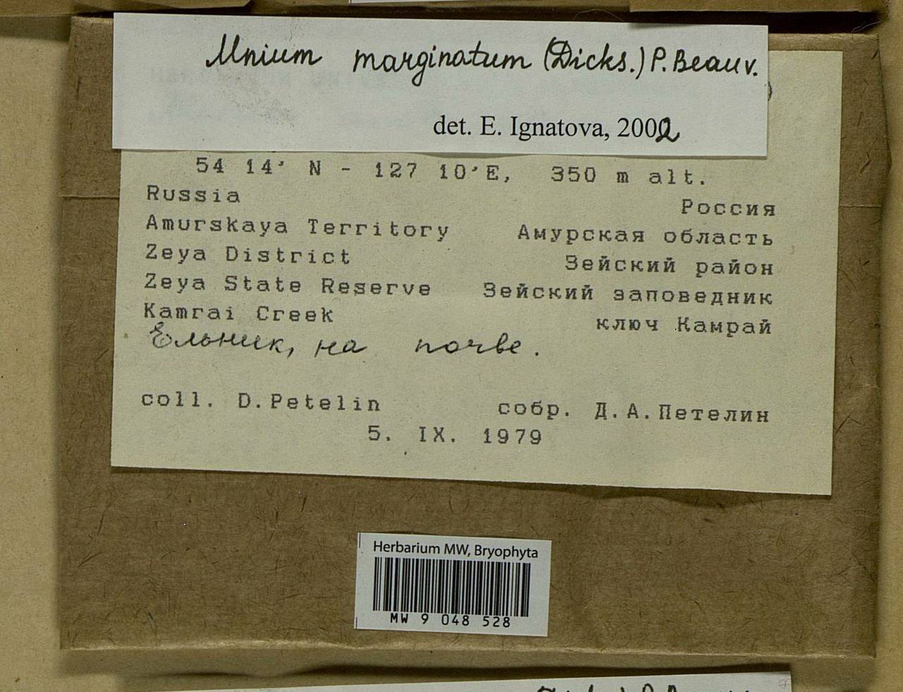 Mnium marginatum (Dicks.) P. Beauv., Bryophytes, Bryophytes - Russian Far East (excl. Chukotka & Kamchatka) (B20) (Russia)