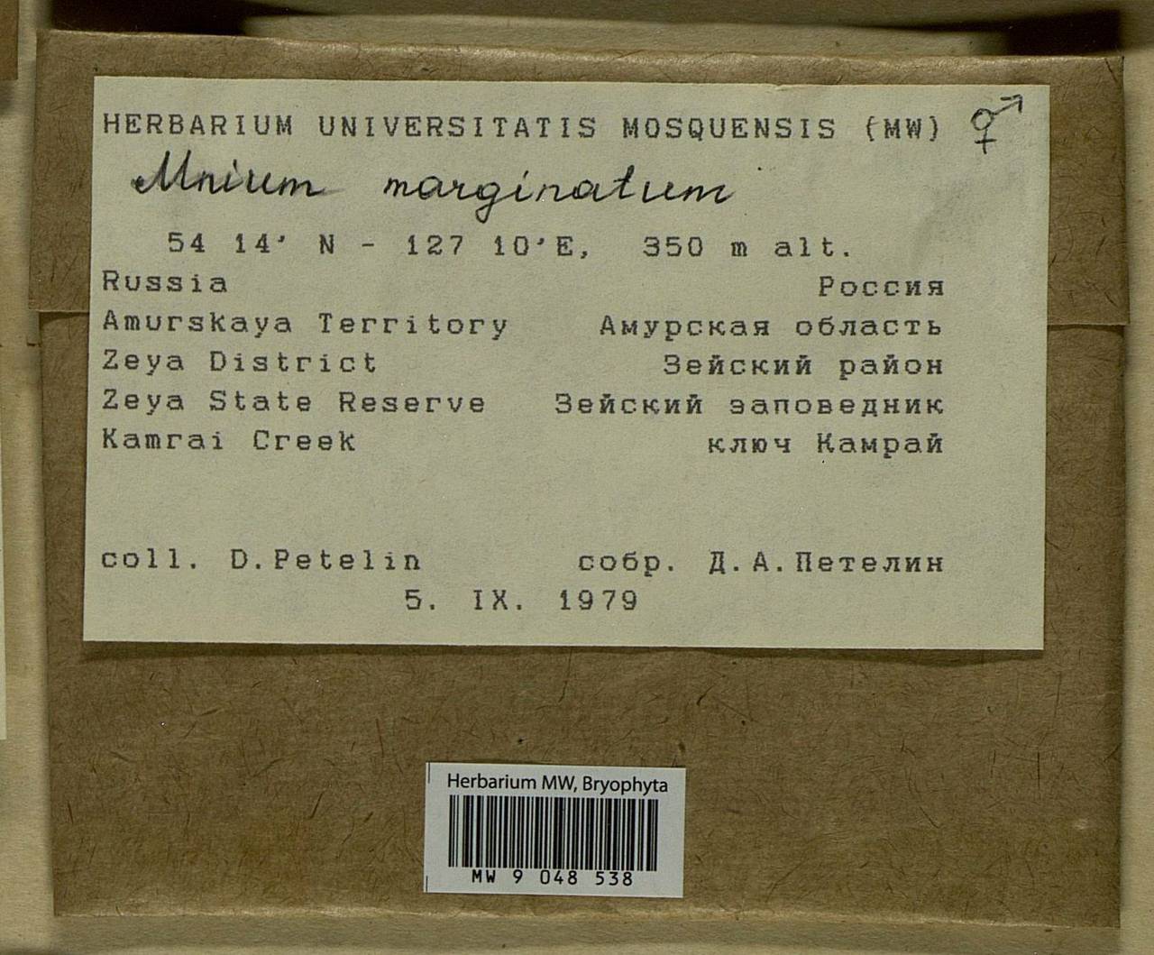 Mnium marginatum (Dicks.) P. Beauv., Bryophytes, Bryophytes - Russian Far East (excl. Chukotka & Kamchatka) (B20) (Russia)