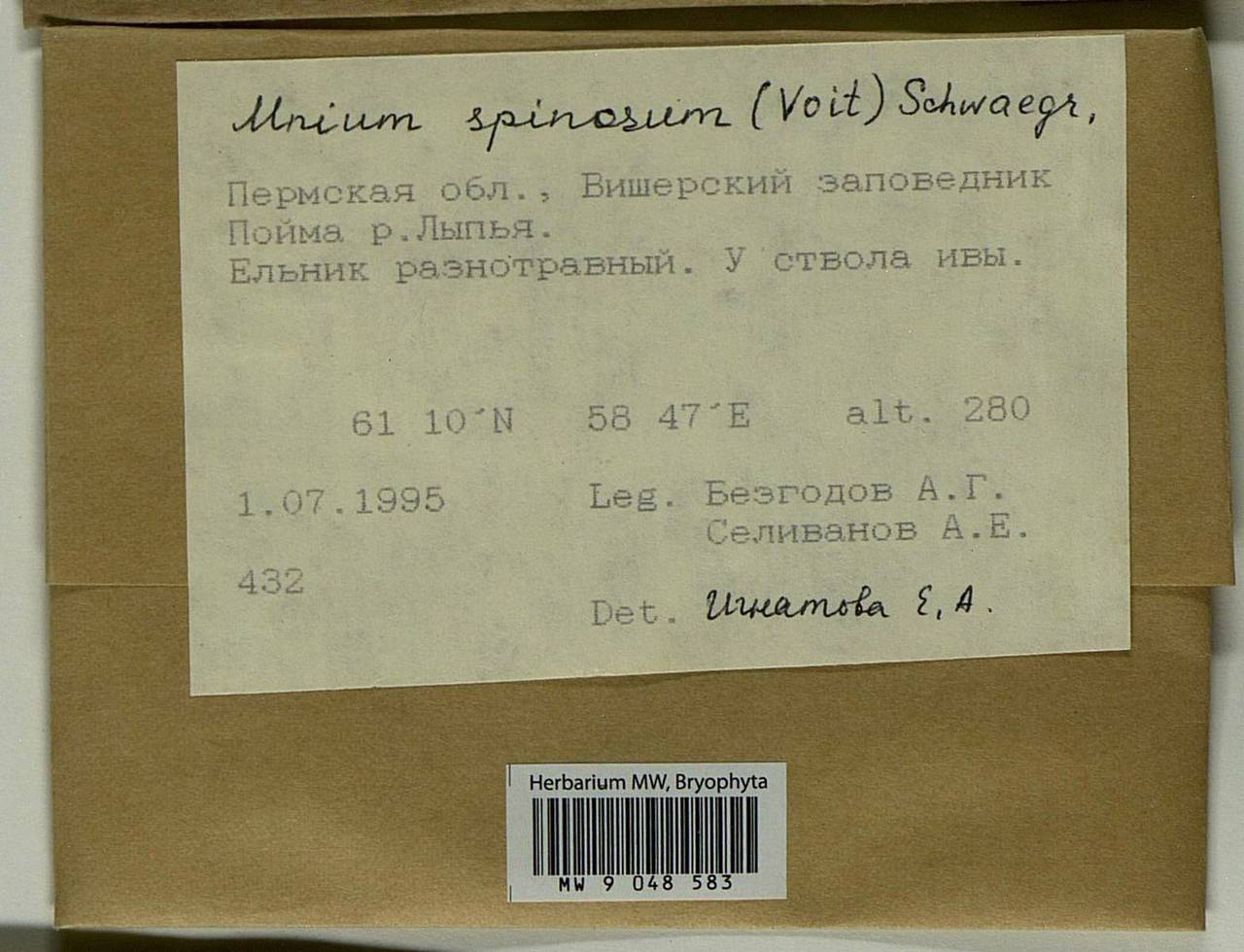 Mnium spinosum (Voit) Schwägr., Bryophytes, Bryophytes - Permsky Krai, Udmurt Republic, Sverdlovsk & Kirov Oblasts (B8) (Russia)