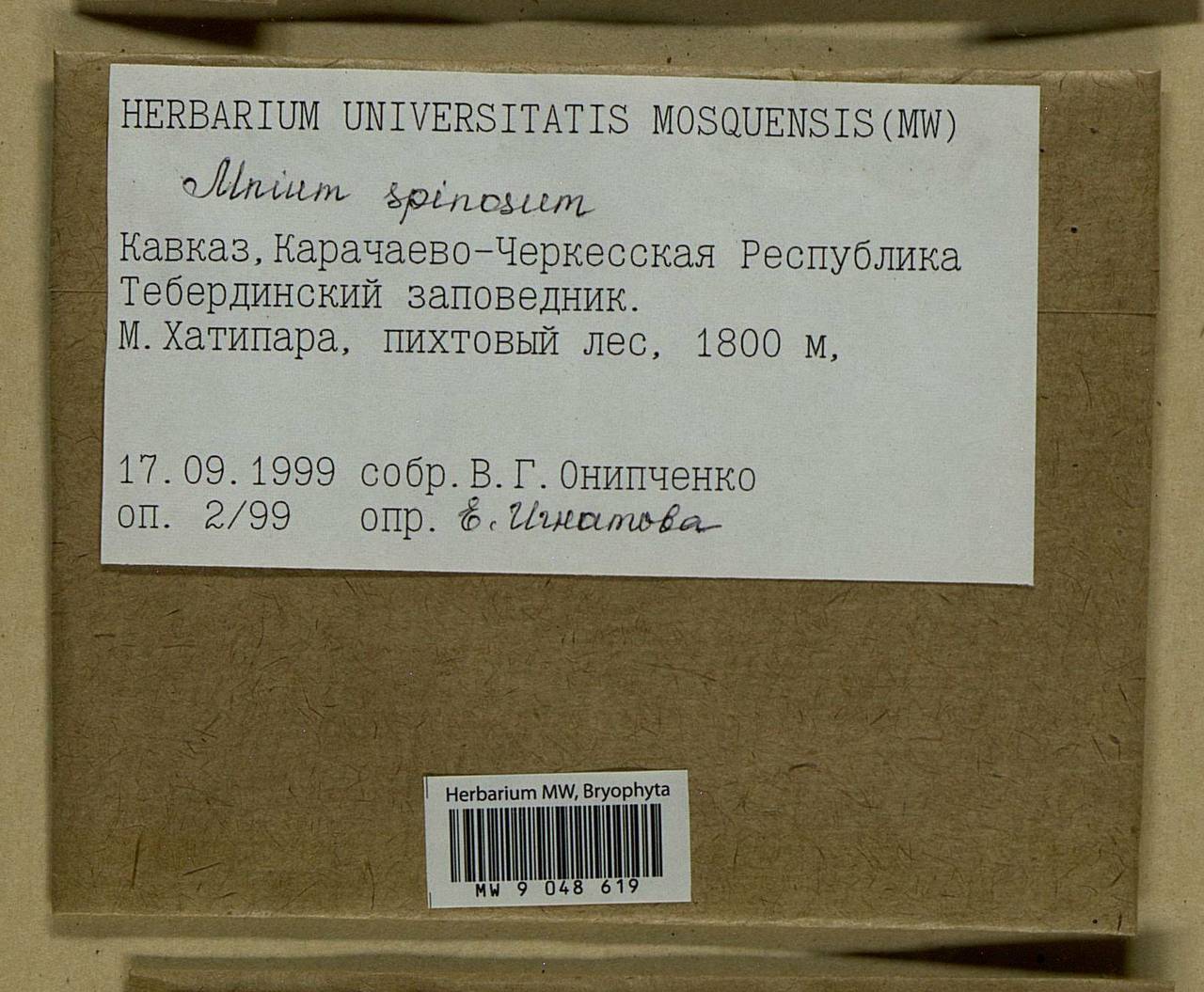 Mnium spinosum (Voit) Schwägr., Bryophytes, Bryophytes - North Caucasus & Ciscaucasia (B12) (Russia)