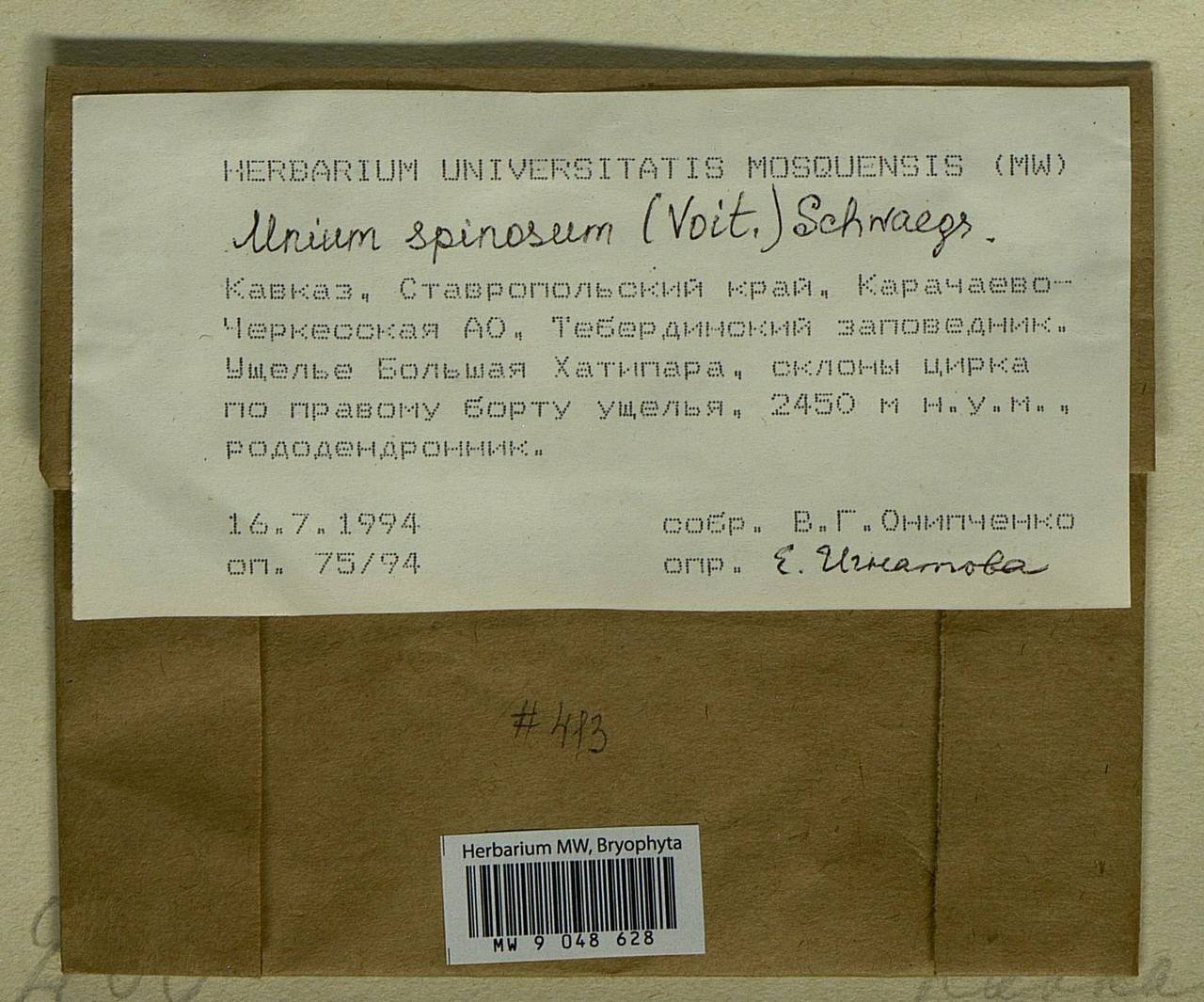 Mnium spinosum (Voit) Schwägr., Bryophytes, Bryophytes - North Caucasus & Ciscaucasia (B12) (Russia)