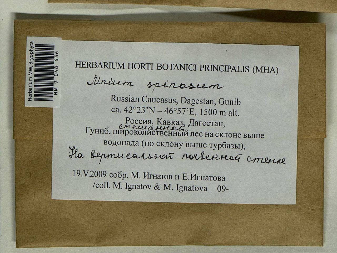 Mnium spinosum (Voit) Schwägr., Bryophytes, Bryophytes - North Caucasus & Ciscaucasia (B12) (Russia)