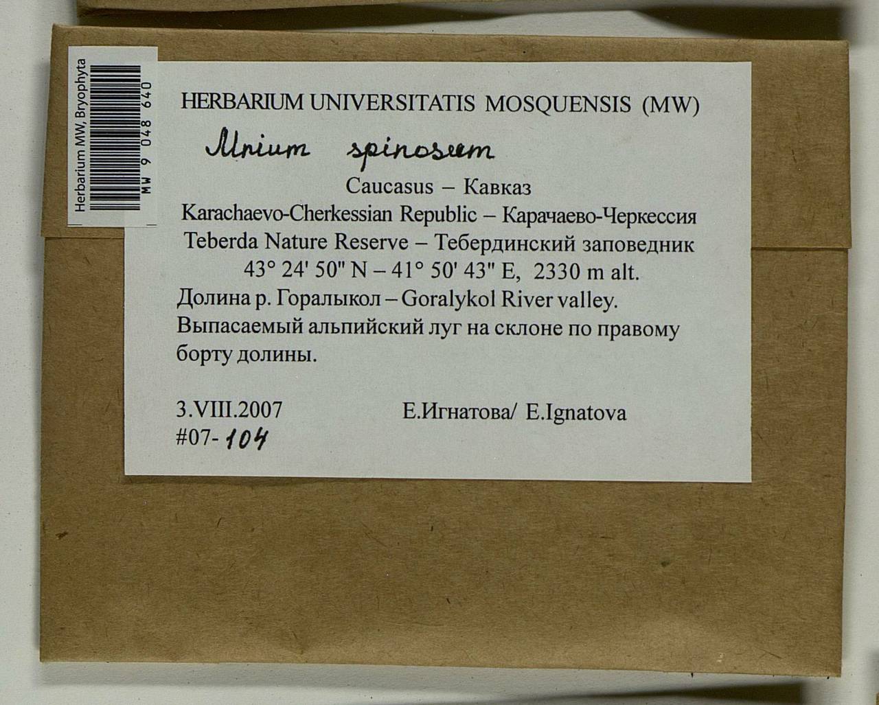 Mnium spinosum (Voit) Schwägr., Bryophytes, Bryophytes - North Caucasus & Ciscaucasia (B12) (Russia)