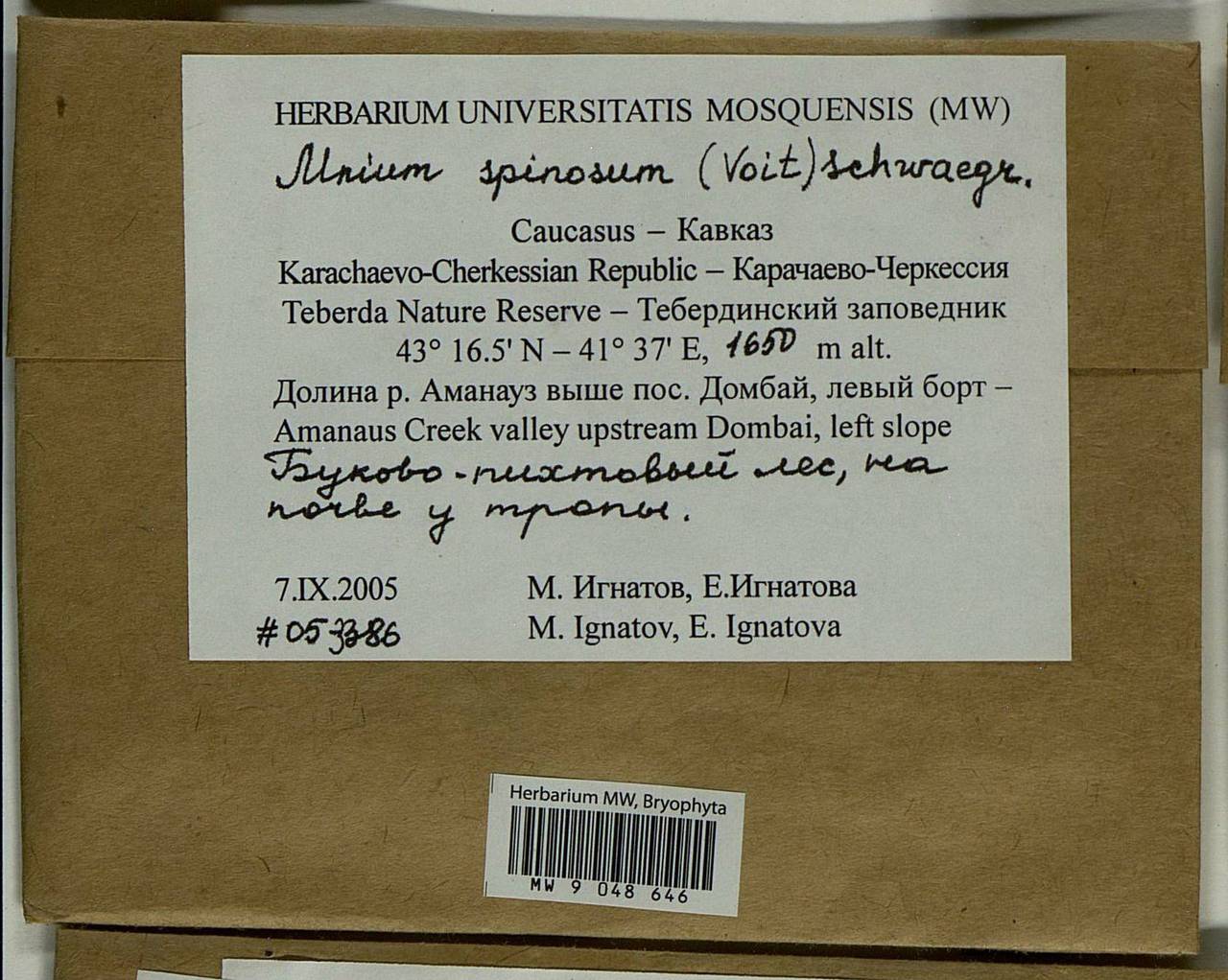 Mnium spinosum (Voit) Schwägr., Bryophytes, Bryophytes - North Caucasus & Ciscaucasia (B12) (Russia)