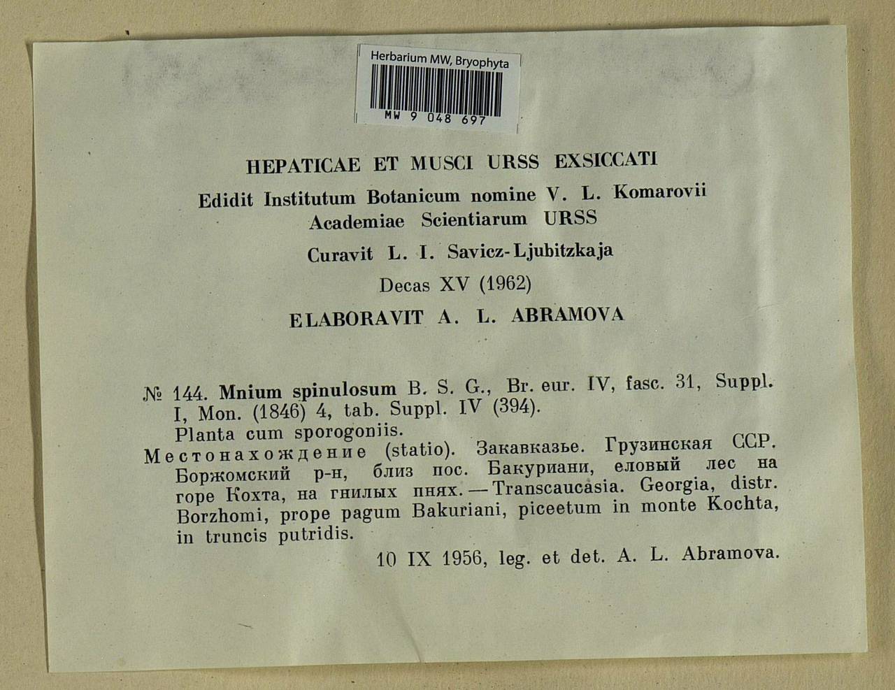 Mnium spinulosum Bruch & Schimp., Bryophytes, Bryophytes - Transcaucasia (B13) (Georgia)