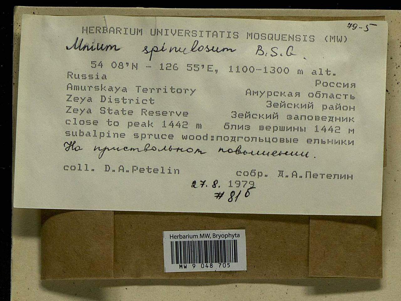 Mnium spinulosum Bruch & Schimp., Bryophytes, Bryophytes - Russian Far East (excl. Chukotka & Kamchatka) (B20) (Russia)