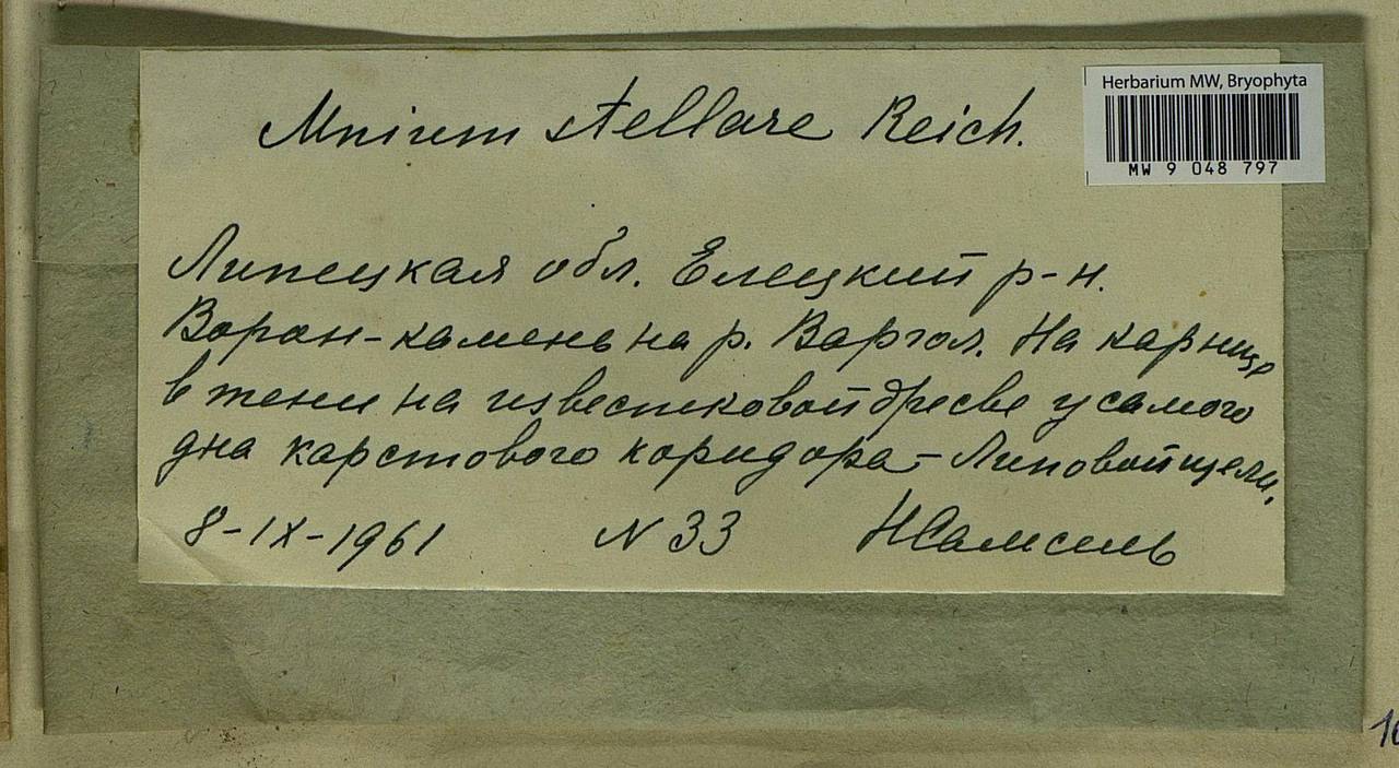 Mnium stellare Hedw., Bryophytes, Bryophytes - Central forest-and-steppe region (B10) (Russia)