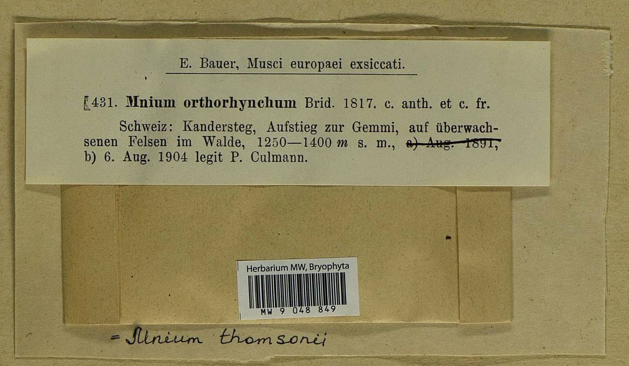 Mnium thomsonii Schimp., Bryophytes, Bryophytes - Western Europe (BEu) (Switzerland)