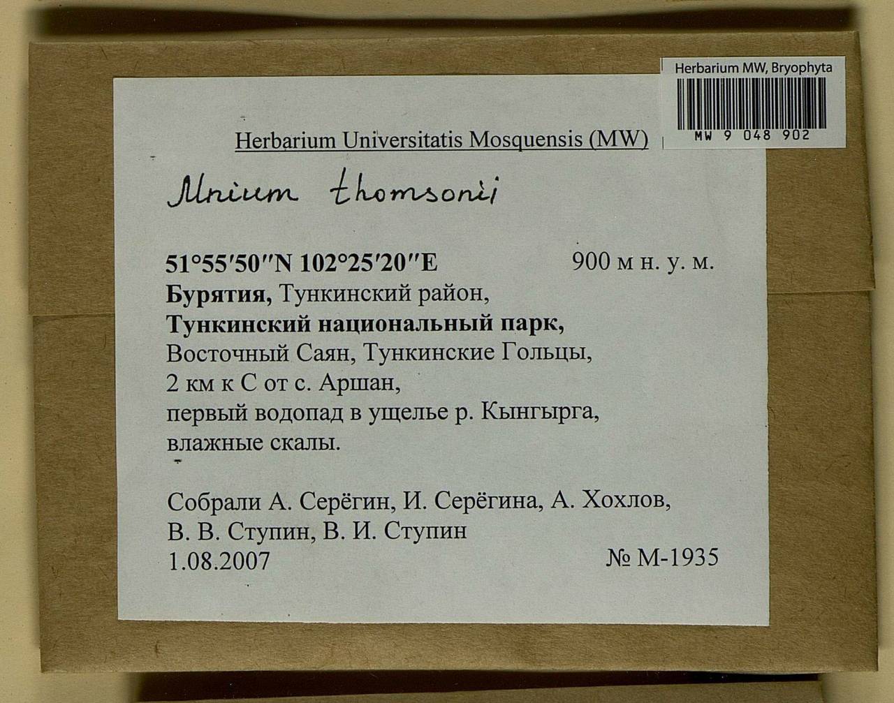 Mnium thomsonii Schimp., Bryophytes, Bryophytes - Baikal & Transbaikal regions (B18) (Russia)