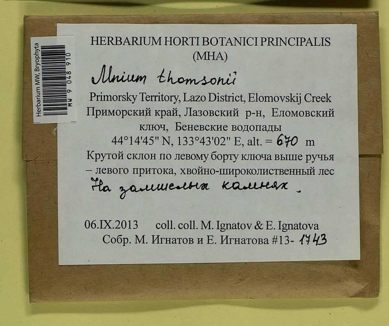 Mnium thomsonii Schimp., Bryophytes, Bryophytes - Russian Far East (excl. Chukotka & Kamchatka) (B20) (Russia)