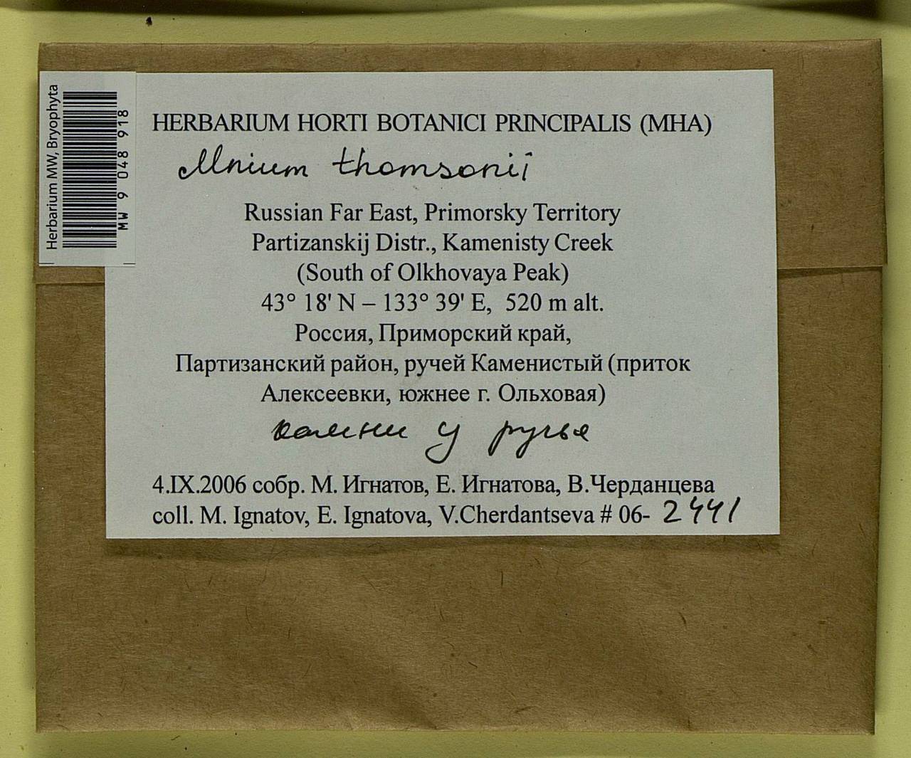 Mnium thomsonii Schimp., Bryophytes, Bryophytes - Russian Far East (excl. Chukotka & Kamchatka) (B20) (Russia)