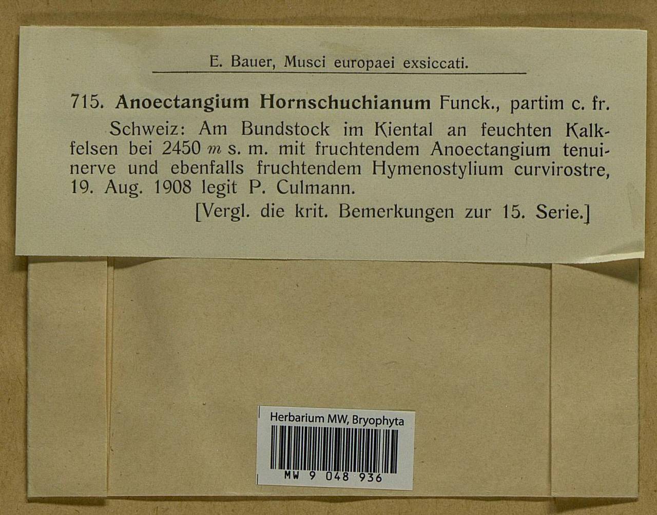 Molendoa hornschuchiana (Hook.) Lindb. ex Limpr., Bryophytes, Bryophytes - Western Europe (BEu) (Switzerland)