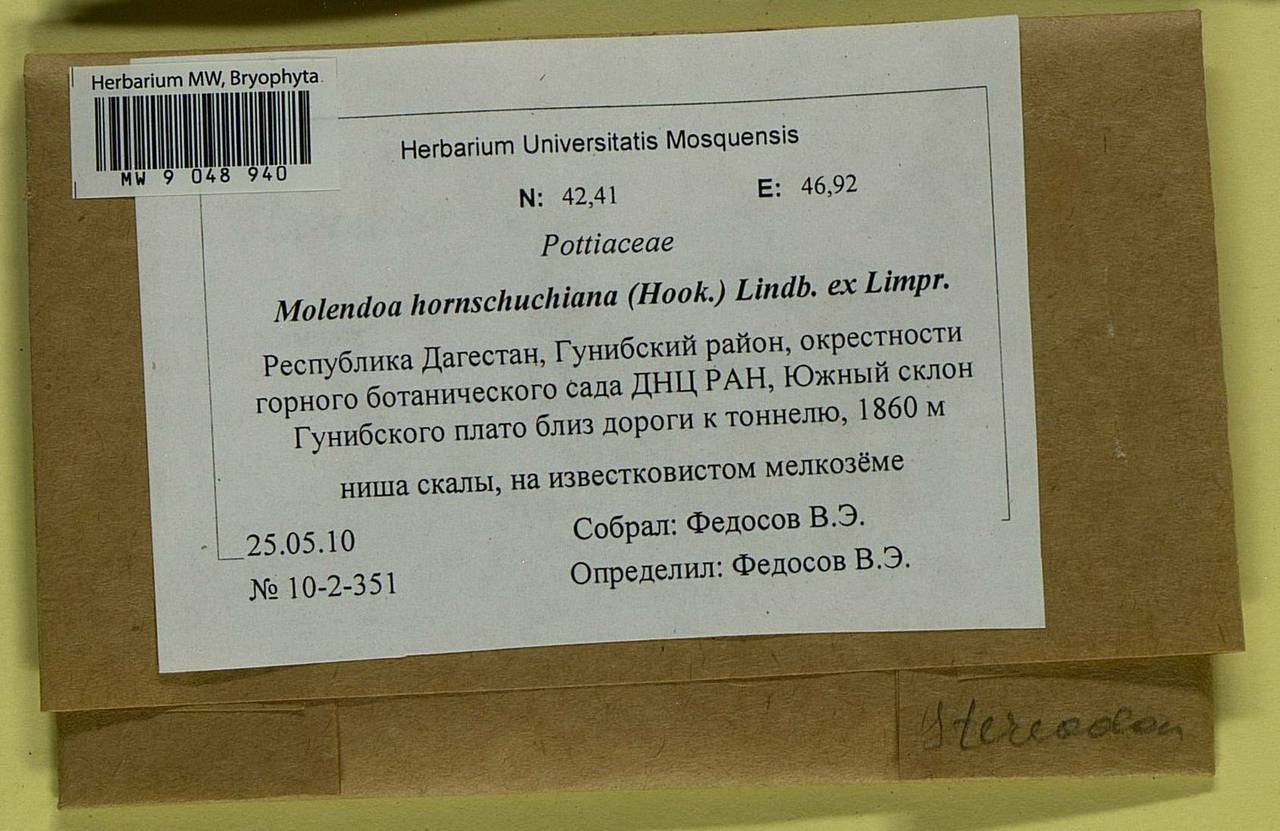 Molendoa hornschuchiana (Hook.) Lindb. ex Limpr., Bryophytes, Bryophytes - North Caucasus & Ciscaucasia (B12) (Russia)