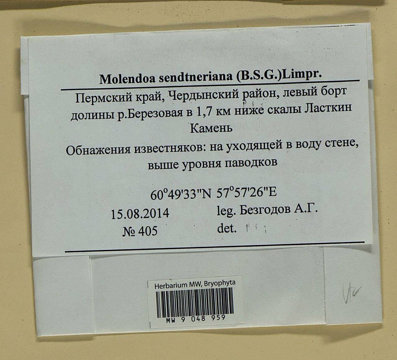 Molendoa sendtneriana (Bruch & Schimp.) Limpr., Bryophytes, Bryophytes - Permsky Krai, Udmurt Republic, Sverdlovsk & Kirov Oblasts (B8) (Russia)