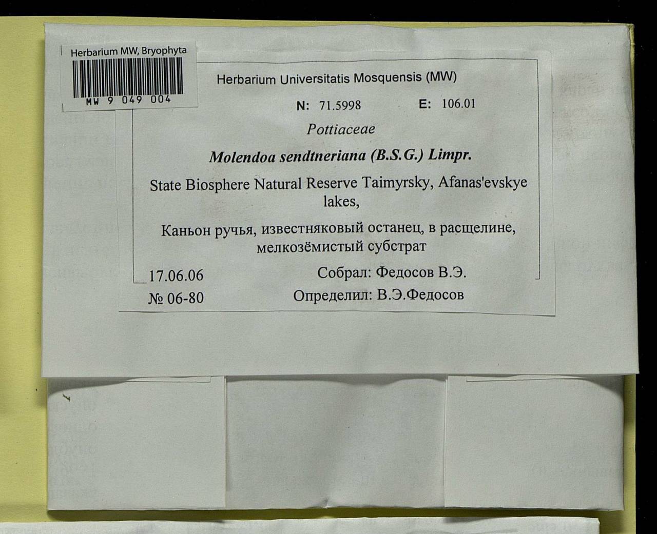 Molendoa sendtneriana (Bruch & Schimp.) Limpr., Bryophytes, Bryophytes - Krasnoyarsk Krai, Tyva & Khakassia (B17) (Russia)