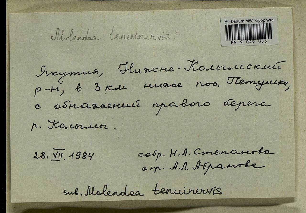 Molendoa sendtneriana (Bruch & Schimp.) Limpr., Bryophytes, Bryophytes - Yakutia (B19) (Russia)