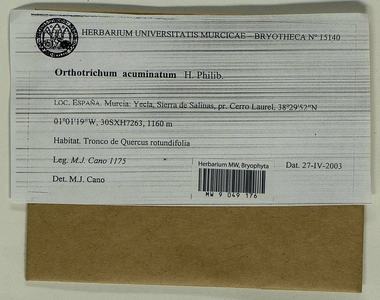 Lewinskya acuminata (H. Philib.) F. Lara, Garilleti & Goffinet, Bryophytes, Bryophytes - Western Europe (BEu) (Spain)