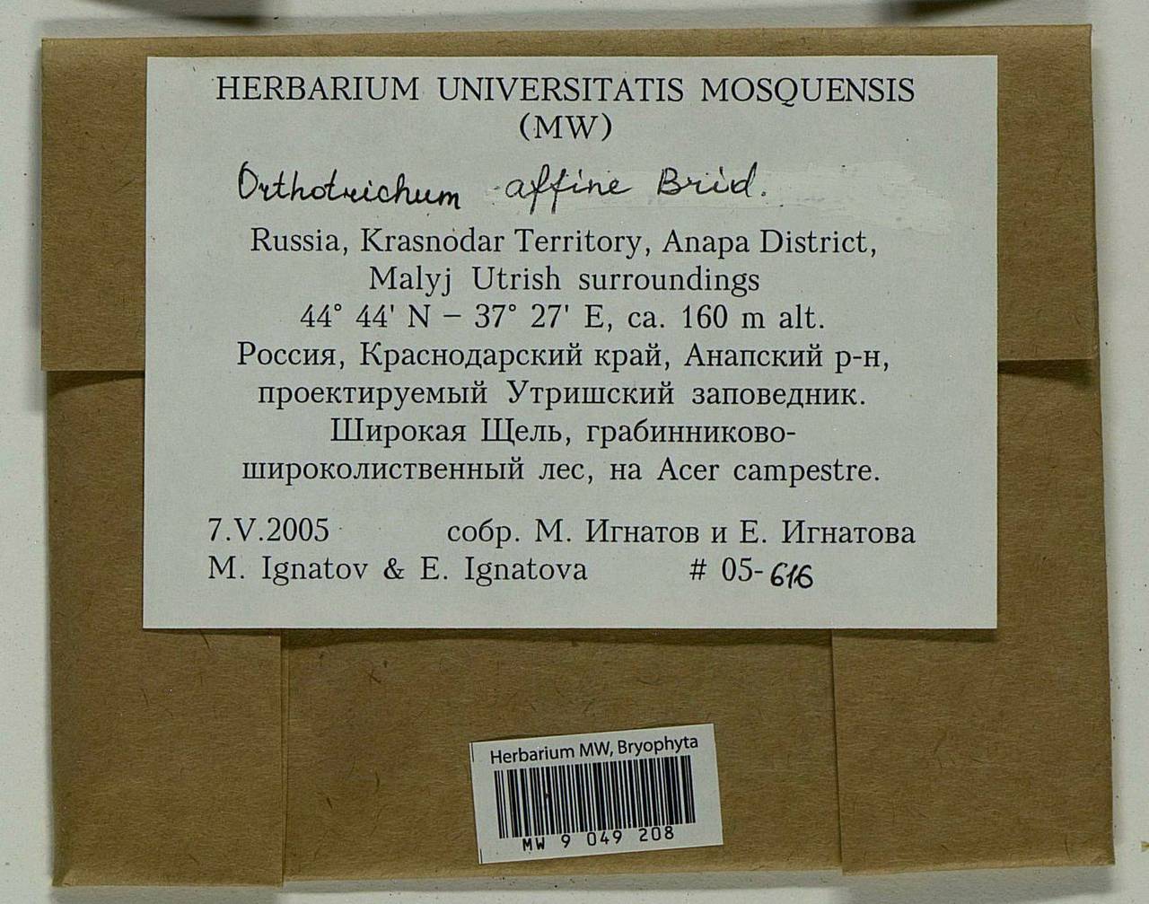 Lewinskya affinis (Brid.) F. Lara, Garilleti & Goffinet, Bryophytes, Bryophytes - North Caucasus & Ciscaucasia (B12) (Russia)