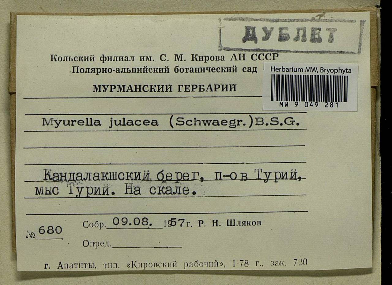 Myurella julacea (Schwägr.) Schimp., Bryophytes, Bryophytes - Karelia, Leningrad & Murmansk Oblasts (B4) (Russia)