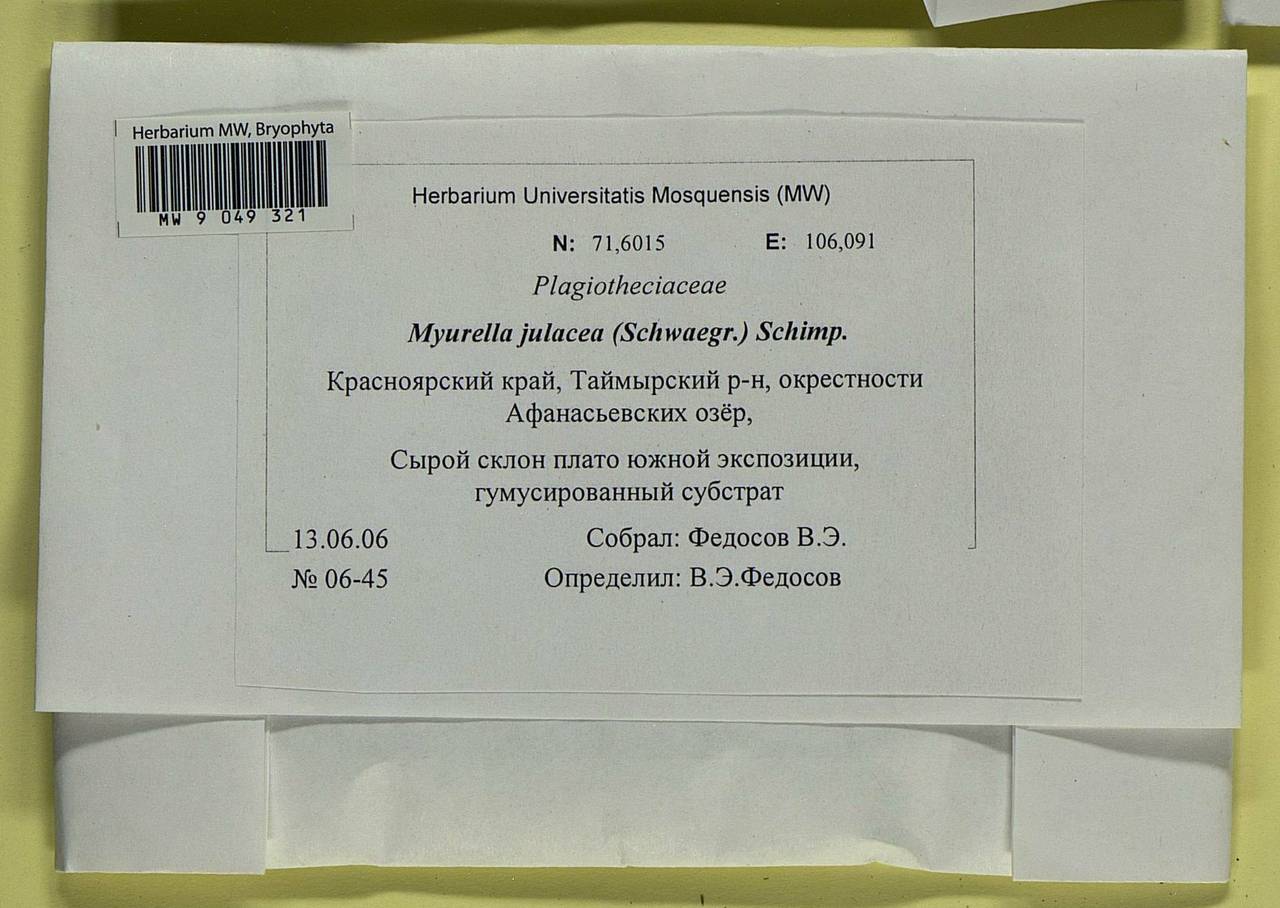 Myurella julacea (Schwägr.) Schimp., Bryophytes, Bryophytes - Krasnoyarsk Krai, Tyva & Khakassia (B17) (Russia)
