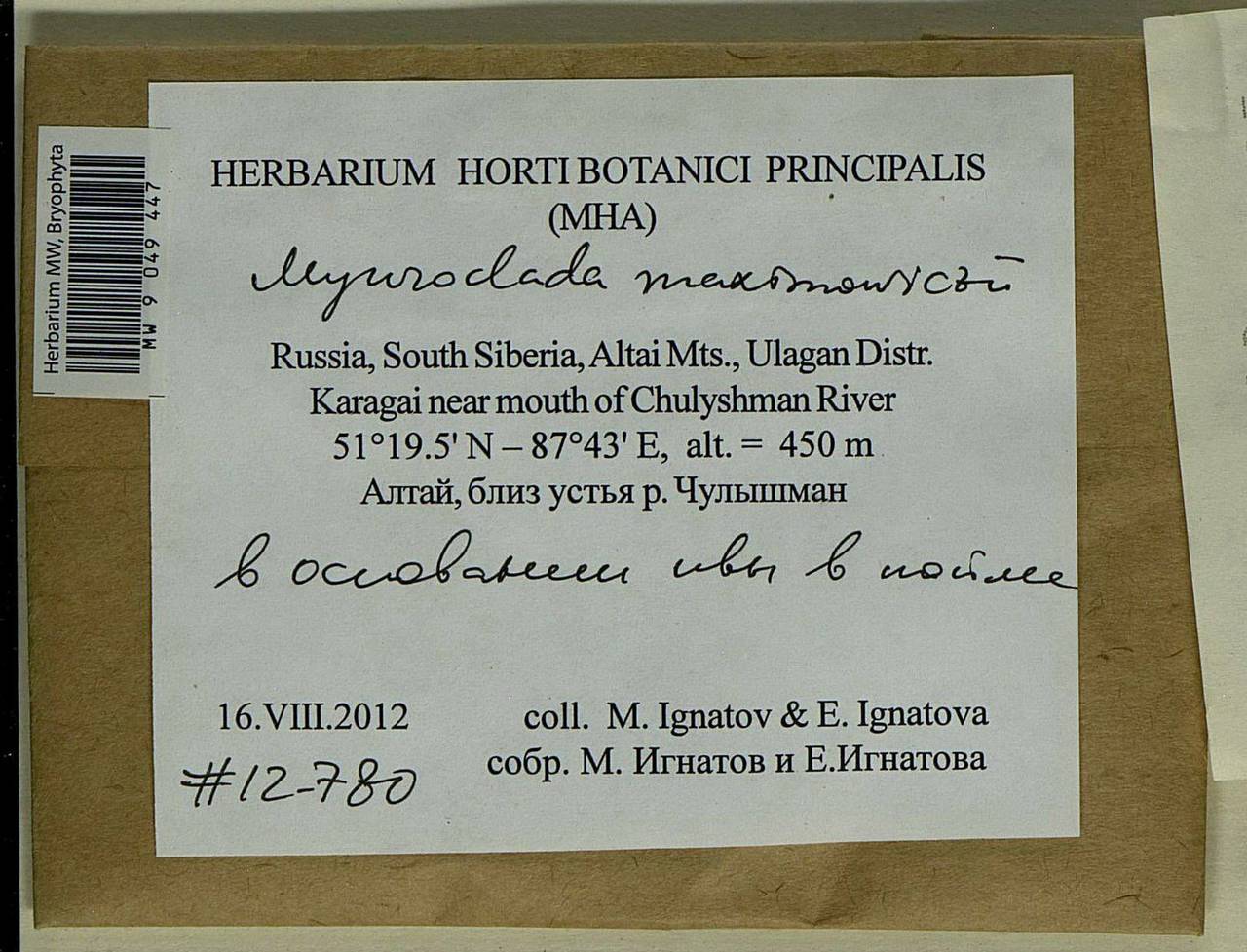 Myuroclada maximowiczii (G.G. Borshch.) Steere & W.B. Schofield, Bryophytes, Bryophytes - Western Siberia (including Altai) (B15) (Russia)