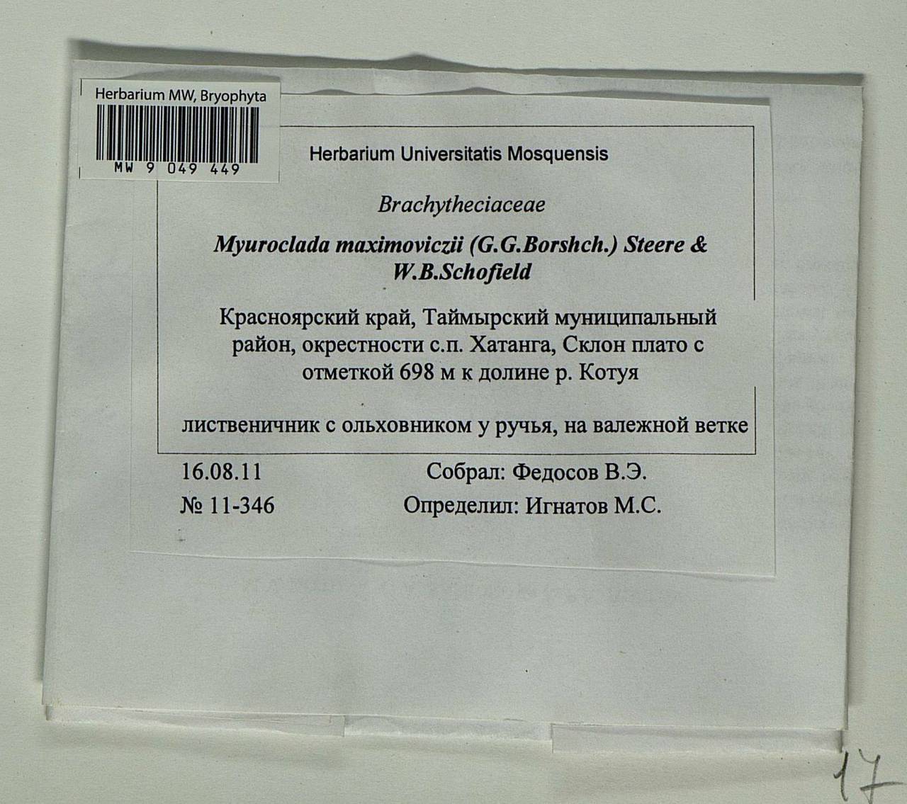 Myuroclada maximowiczii (G.G. Borshch.) Steere & W.B. Schofield, Bryophytes, Bryophytes - Krasnoyarsk Krai, Tyva & Khakassia (B17) (Russia)