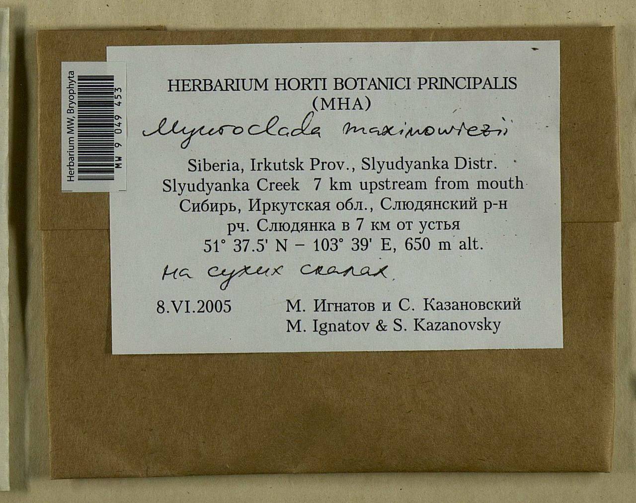 Myuroclada maximowiczii (G.G. Borshch.) Steere & W.B. Schofield, Bryophytes, Bryophytes - Baikal & Transbaikal regions (B18) (Russia)