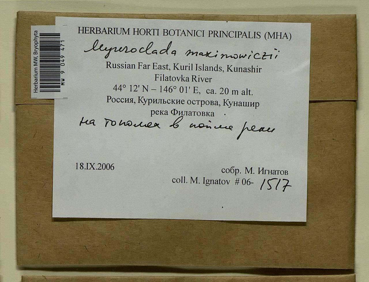 Myuroclada maximowiczii (G.G. Borshch.) Steere & W.B. Schofield, Bryophytes, Bryophytes - Russian Far East (excl. Chukotka & Kamchatka) (B20) (Russia)