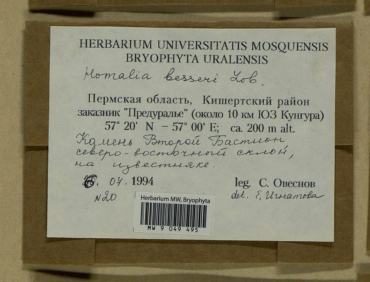 Alleniella besseri (Lobarz.) S. Olsson, Enroth & D. Quandt, Bryophytes, Bryophytes - Permsky Krai, Udmurt Republic, Sverdlovsk & Kirov Oblasts (B8) (Russia)