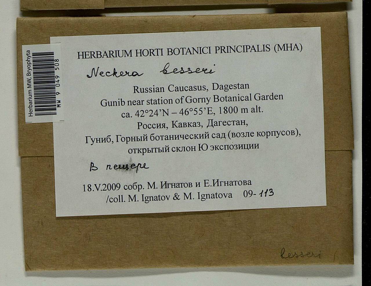 Alleniella besseri (Lobarz.) S. Olsson, Enroth & D. Quandt, Bryophytes, Bryophytes - North Caucasus & Ciscaucasia (B12) (Russia)