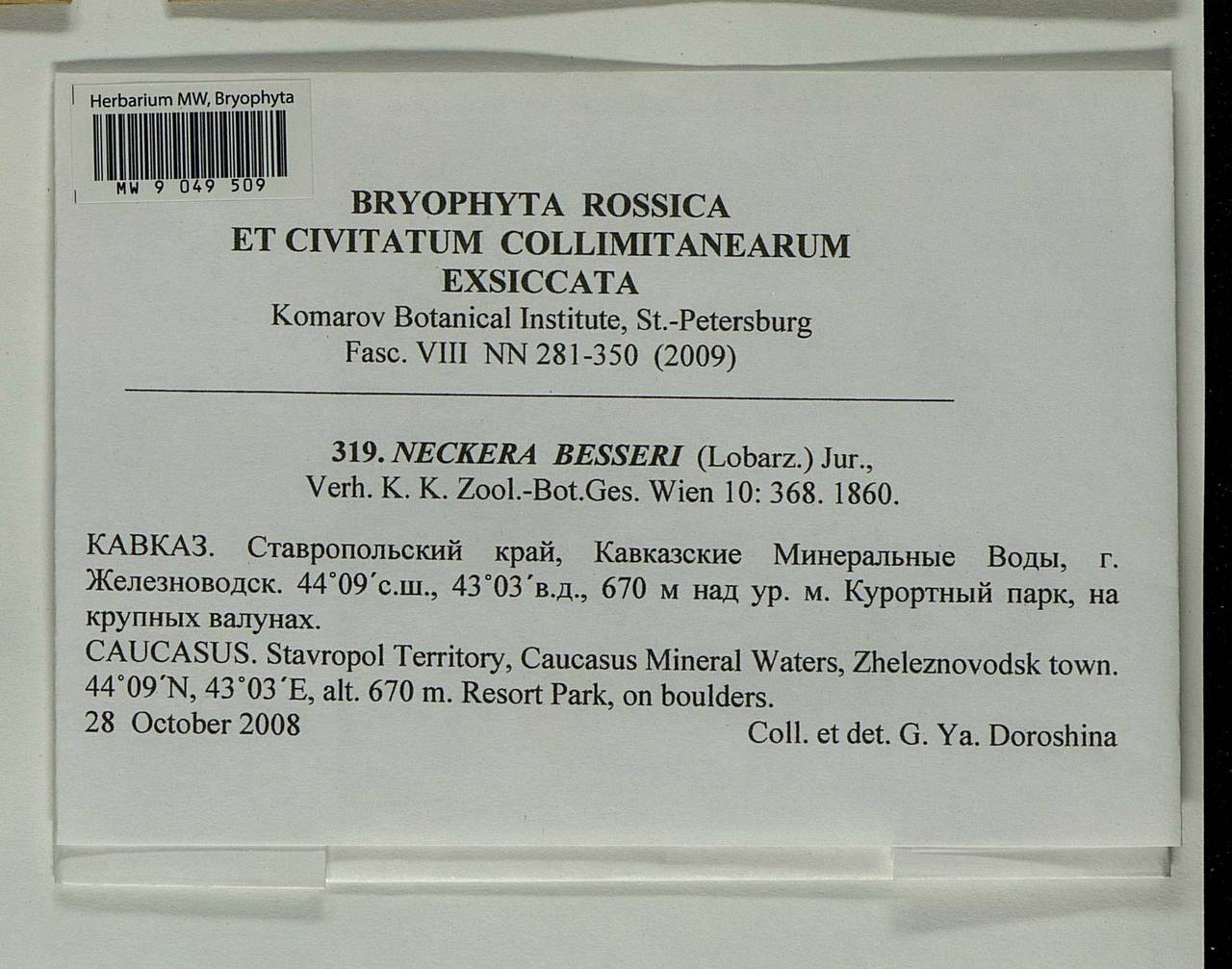 Alleniella besseri (Lobarz.) S. Olsson, Enroth & D. Quandt, Bryophytes, Bryophytes - North Caucasus & Ciscaucasia (B12) (Russia)