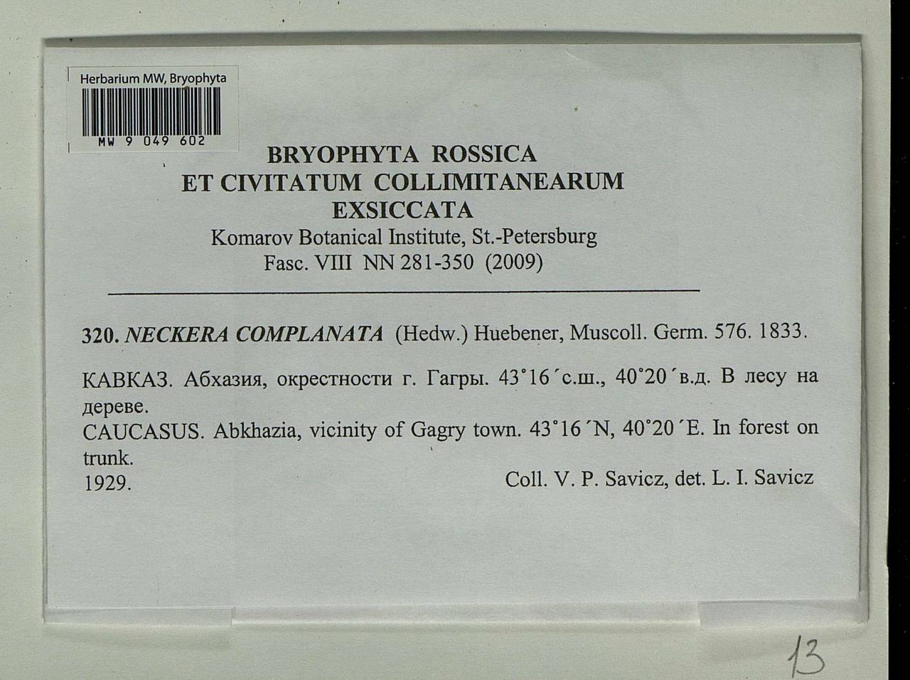 Alleniella complanata (Hedw.) S. Olsson, Enroth & D. Quandt, Bryophytes, Bryophytes - Transcaucasia (B13) (Abkhazia)