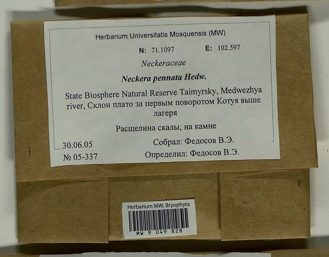 Neckera pennata Hedw., Bryophytes, Bryophytes - Krasnoyarsk Krai, Tyva & Khakassia (B17) (Russia)