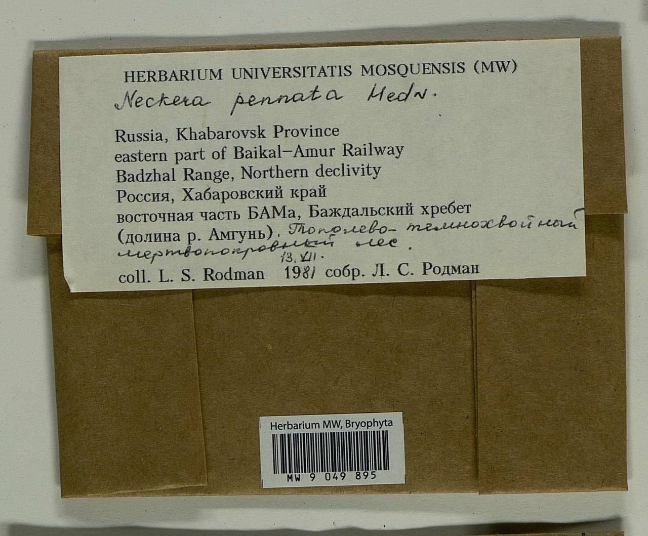 Neckera pennata Hedw., Bryophytes, Bryophytes - Russian Far East (excl. Chukotka & Kamchatka) (B20) (Russia)