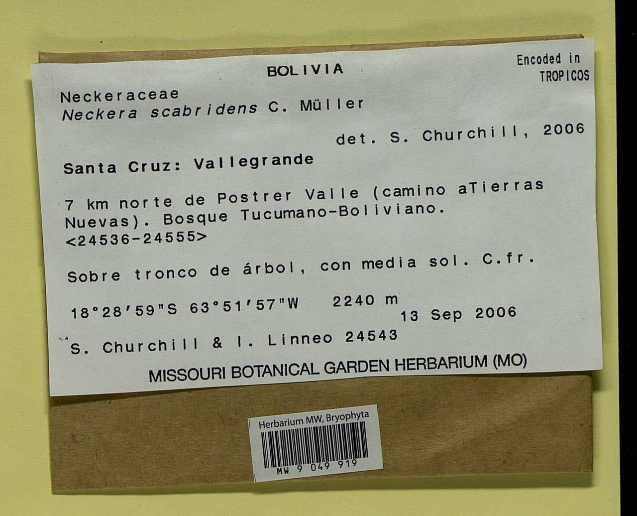 Alleniella scabridens (Müll. Hal.) S. Olsson, Enroth & D. Quandt, Bryophytes, Bryophytes - America (BAm) (Bolivia)