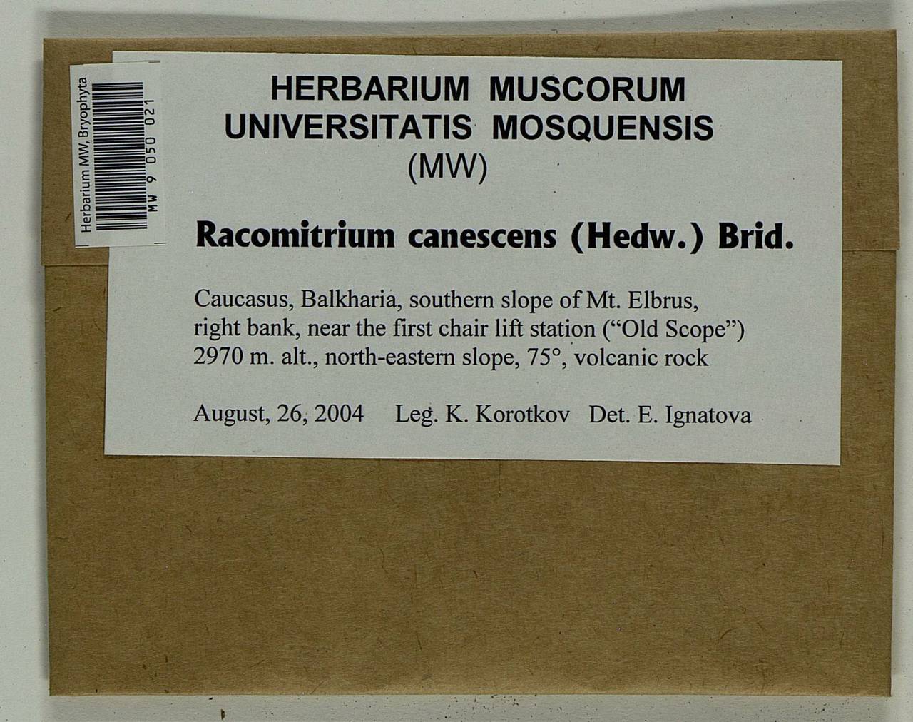 Niphotrichum canescens (Hedw.) Bedn.-Ochyra & Ochyra, Bryophytes, Bryophytes - North Caucasus & Ciscaucasia (B12) (Russia)