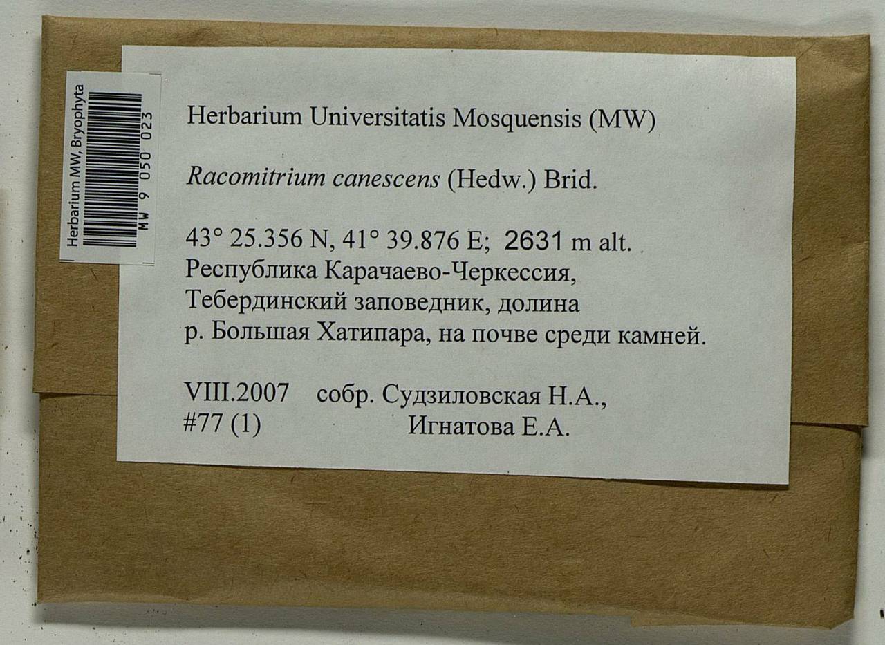 Niphotrichum canescens (Hedw.) Bedn.-Ochyra & Ochyra, Bryophytes, Bryophytes - North Caucasus & Ciscaucasia (B12) (Russia)