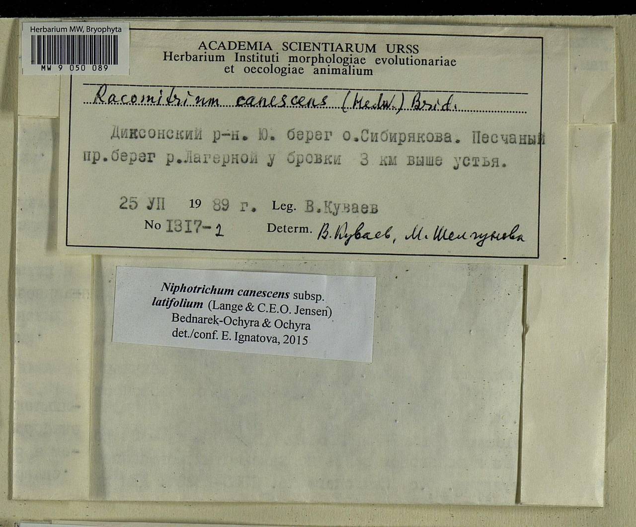 Niphotrichum canescens (Hedw.) Bedn.-Ochyra & Ochyra, Bryophytes, Bryophytes - Krasnoyarsk Krai, Tyva & Khakassia (B17) (Russia)