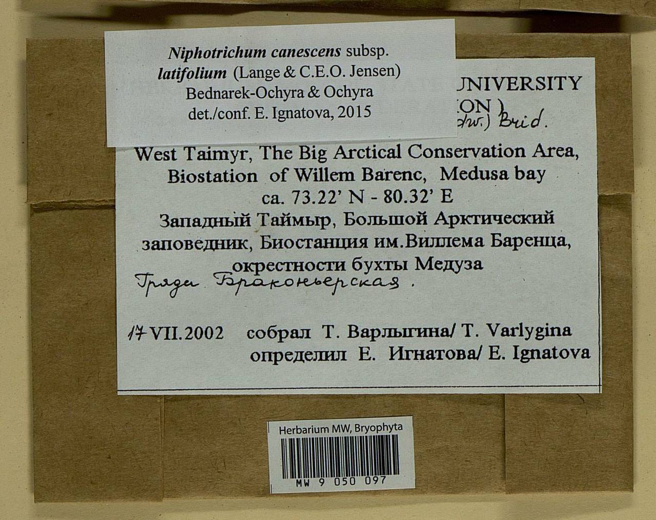 Niphotrichum canescens (Hedw.) Bedn.-Ochyra & Ochyra, Bryophytes, Bryophytes - Krasnoyarsk Krai, Tyva & Khakassia (B17) (Russia)