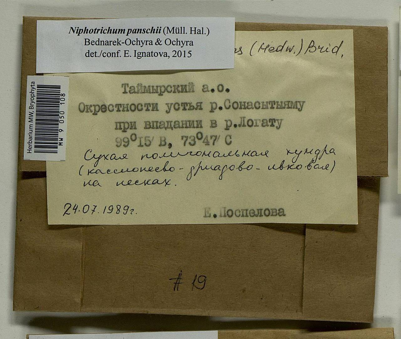 Niphotrichum panschii (Müll. Hal.) Bedn.-Ochyra & Ochyra, Bryophytes, Bryophytes - Krasnoyarsk Krai, Tyva & Khakassia (B17) (Russia)