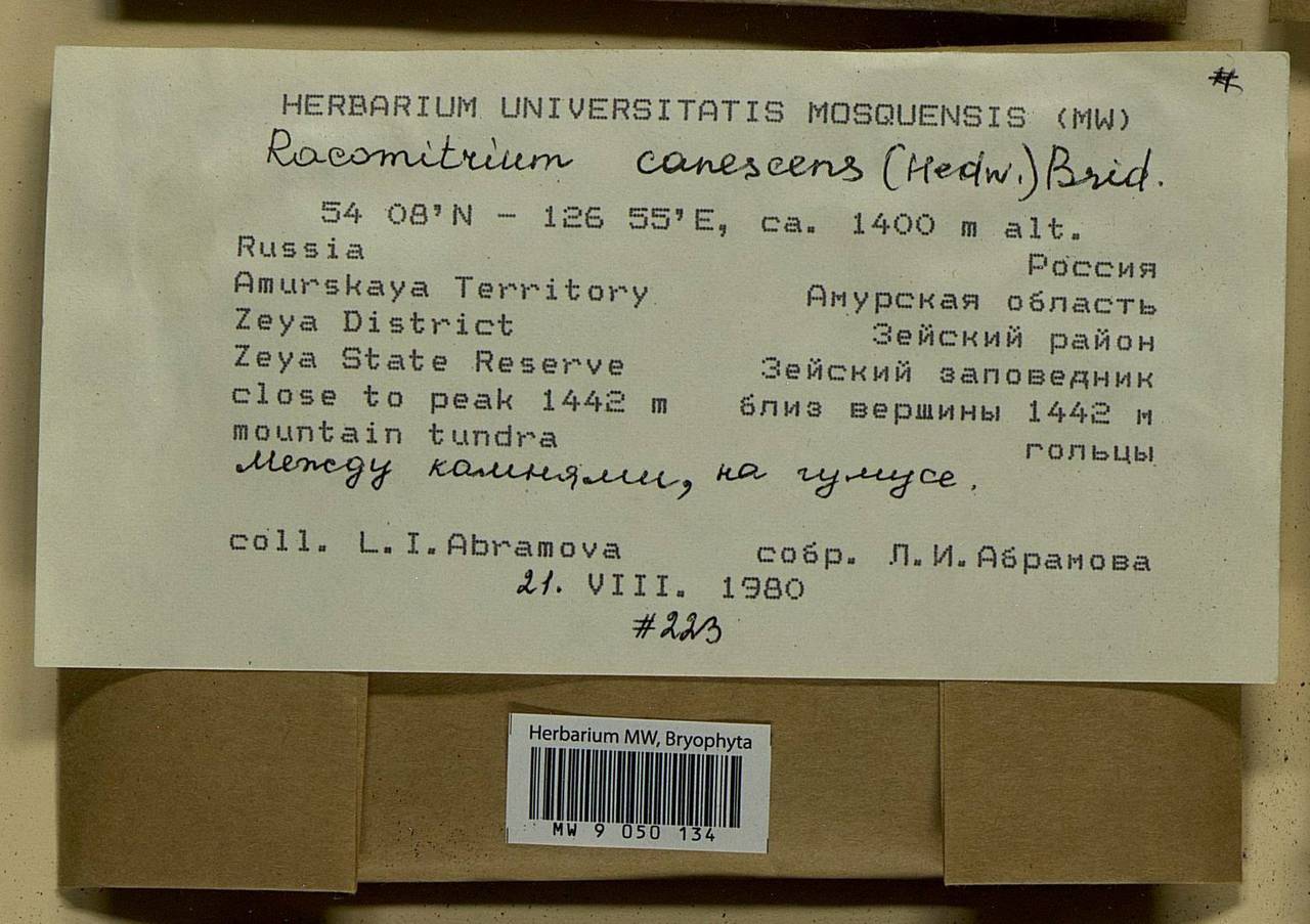 Niphotrichum canescens (Hedw.) Bedn.-Ochyra & Ochyra, Bryophytes, Bryophytes - Russian Far East (excl. Chukotka & Kamchatka) (B20) (Russia)