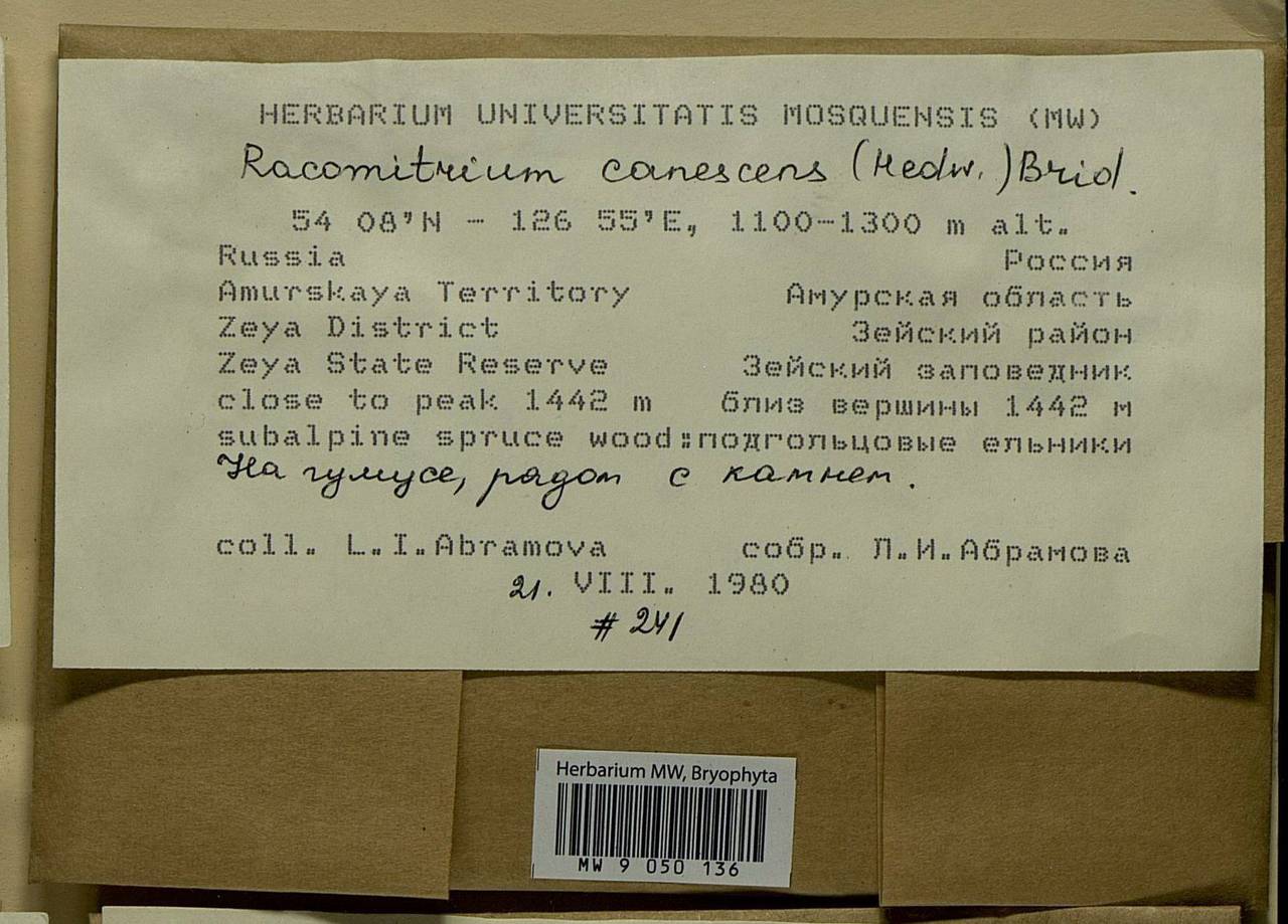 Niphotrichum canescens (Hedw.) Bedn.-Ochyra & Ochyra, Bryophytes, Bryophytes - Russian Far East (excl. Chukotka & Kamchatka) (B20) (Russia)