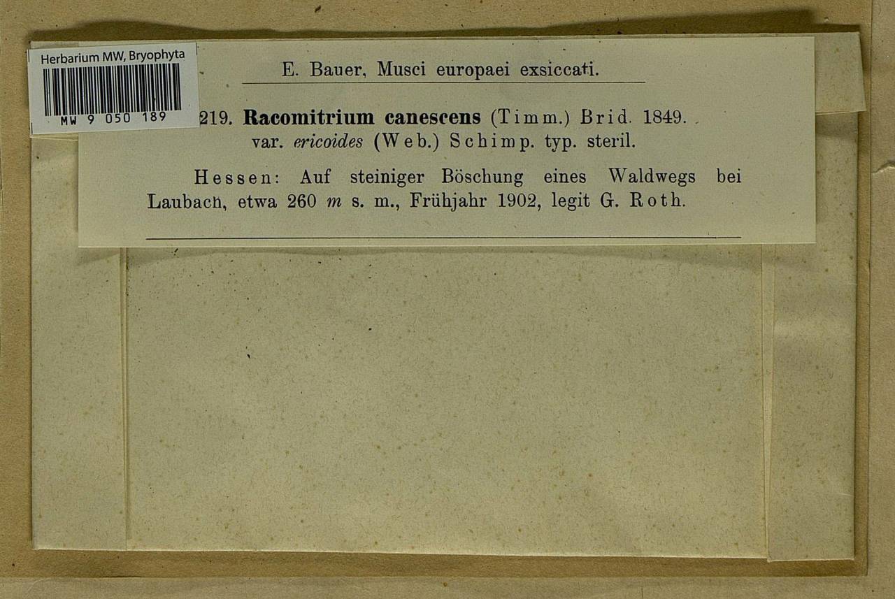 Niphotrichum ericoides (Brid.) Bedn.-Ochyra & Ochyra, Bryophytes, Bryophytes - Western Europe (BEu) (Germany)