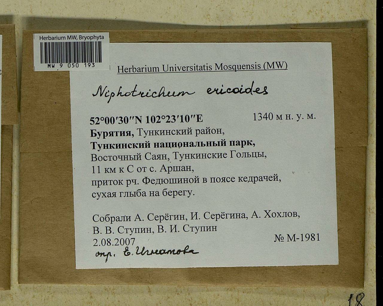 Niphotrichum ericoides (Brid.) Bedn.-Ochyra & Ochyra, Bryophytes, Bryophytes - Baikal & Transbaikal regions (B18) (Russia)