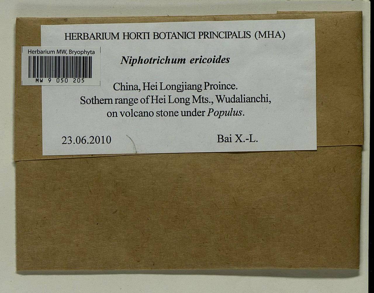 Niphotrichum ericoides (Brid.) Bedn.-Ochyra & Ochyra, Bryophytes, Bryophytes - Asia (outside ex-Soviet states) (BAs) (China)